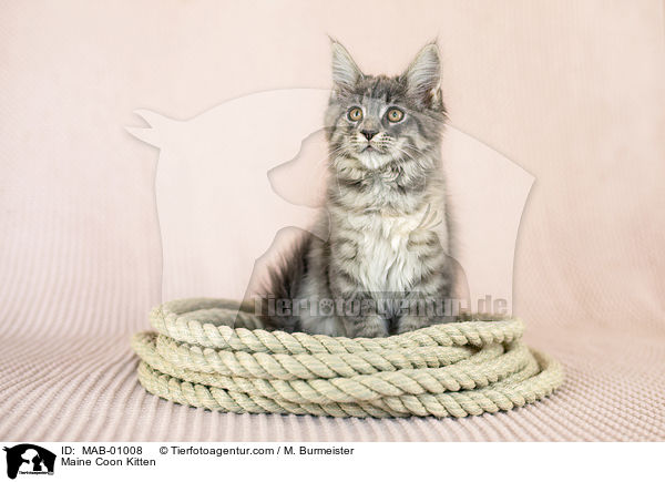 Maine Coon Kitten / MAB-01008