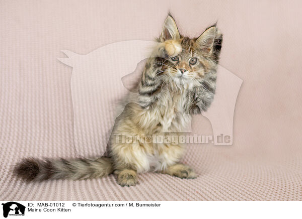 Maine Coon Kitten / MAB-01012