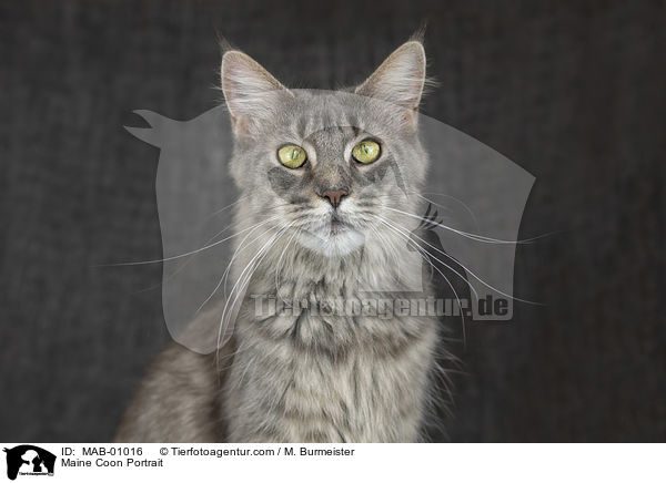 Maine Coon Portrait / MAB-01016