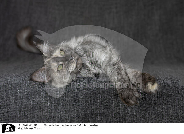 lying Maine Coon / MAB-01018