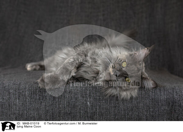 liegende Maine Coon / lying Maine Coon / MAB-01019