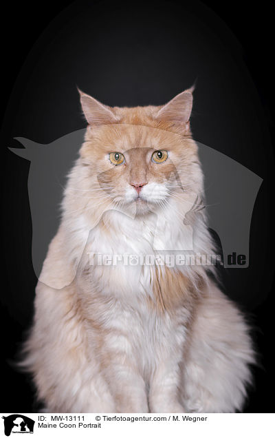 Maine Coon Portrait / Maine Coon Portrait / MW-13111