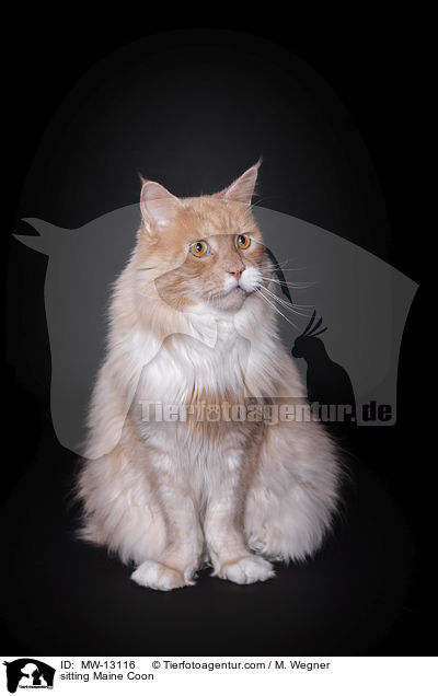 sitzende Maine Coon / sitting Maine Coon / MW-13116