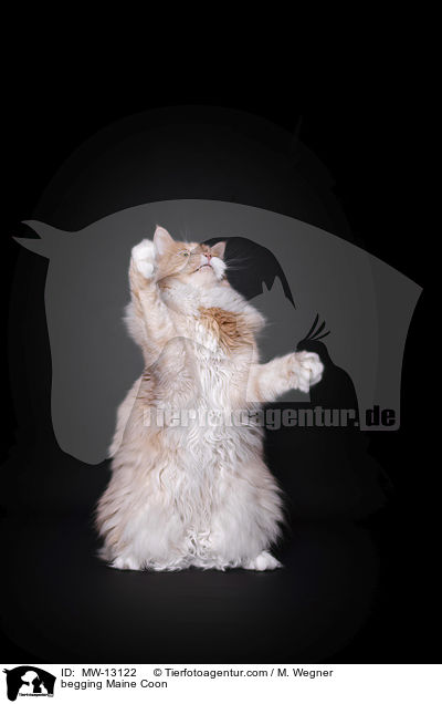 Maine Coon macht Mnnchen / begging Maine Coon / MW-13122