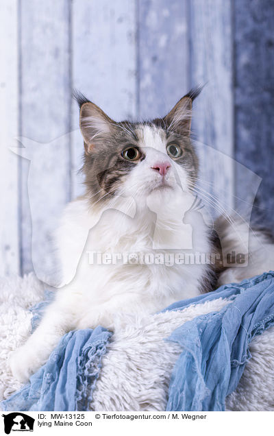 liegende Maine Coon / lying Maine Coon / MW-13125