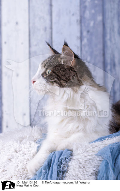 liegende Maine Coon / lying Maine Coon / MW-13126