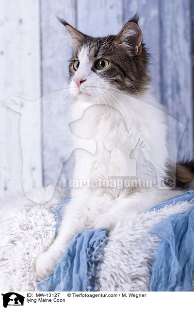 liegende Maine Coon / lying Maine Coon / MW-13127