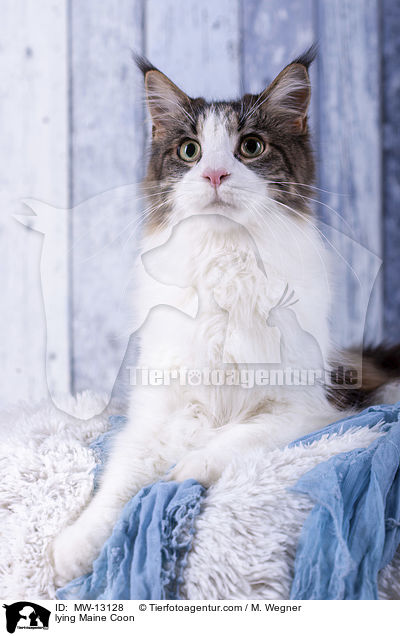 liegende Maine Coon / lying Maine Coon / MW-13128