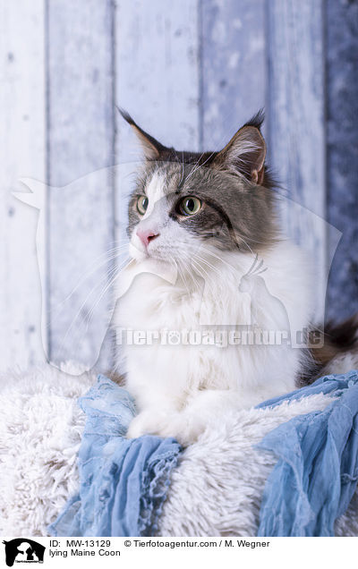 liegende Maine Coon / lying Maine Coon / MW-13129