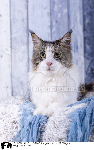 liegende Maine Coon / lying Maine Coon / MW-13130