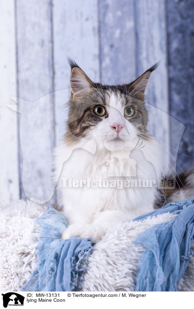 liegende Maine Coon / lying Maine Coon / MW-13131