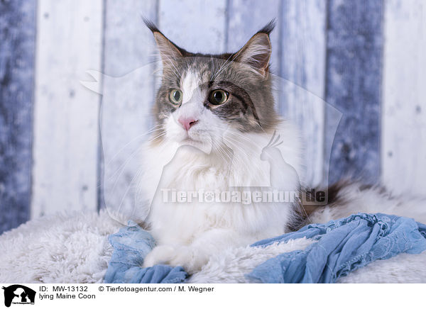 liegende Maine Coon / lying Maine Coon / MW-13132