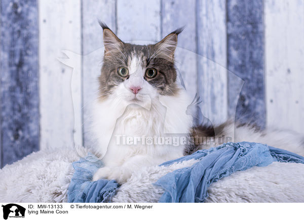 liegende Maine Coon / lying Maine Coon / MW-13133
