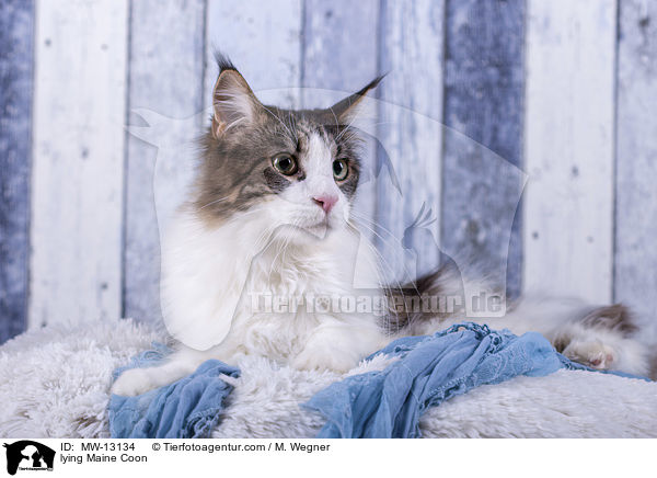 liegende Maine Coon / lying Maine Coon / MW-13134