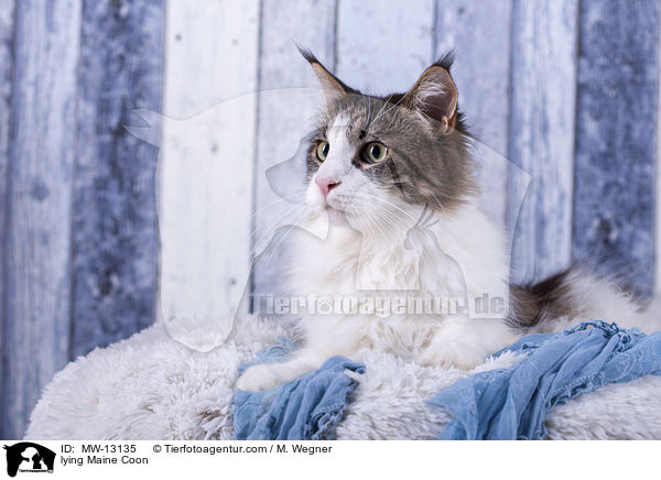 liegende Maine Coon / lying Maine Coon / MW-13135