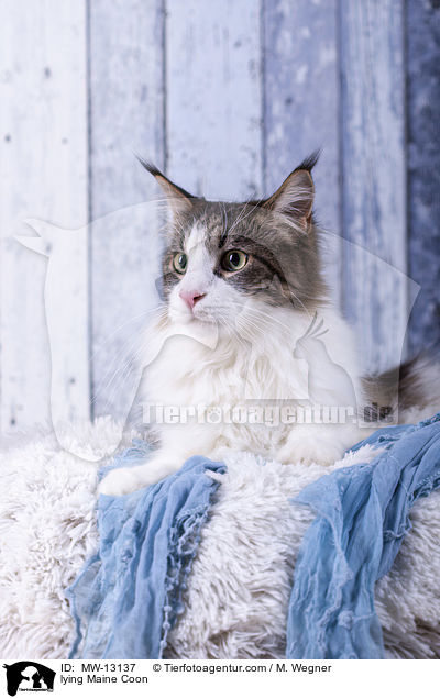 liegende Maine Coon / lying Maine Coon / MW-13137