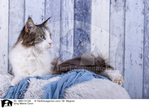 liegende Maine Coon / lying Maine Coon / MW-13138