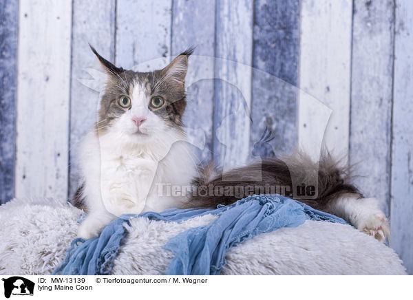 liegende Maine Coon / lying Maine Coon / MW-13139