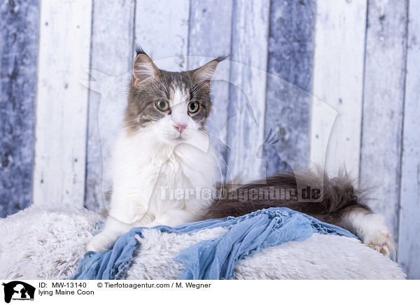 liegende Maine Coon / lying Maine Coon / MW-13140