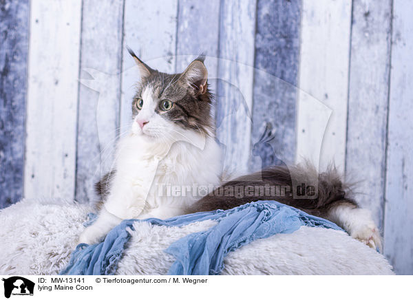 liegende Maine Coon / lying Maine Coon / MW-13141