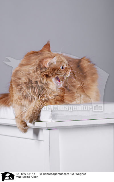 liegende Maine Coon / lying Maine Coon / MW-13146