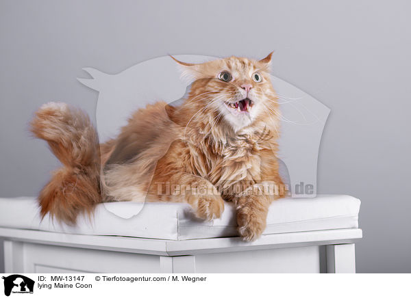 liegende Maine Coon / lying Maine Coon / MW-13147