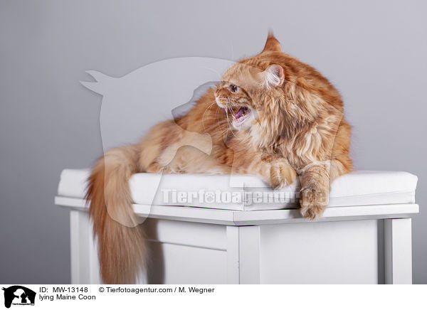 liegende Maine Coon / lying Maine Coon / MW-13148