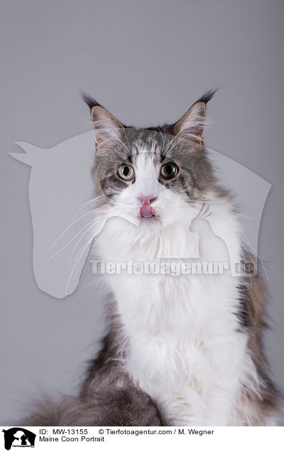 Maine Coon Portrait / Maine Coon Portrait / MW-13155