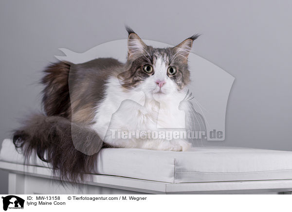 liegende Maine Coon / lying Maine Coon / MW-13158