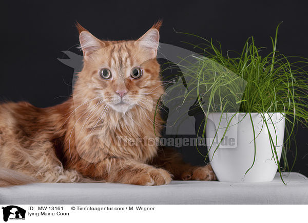 liegende Maine Coon / lying Maine Coon / MW-13161