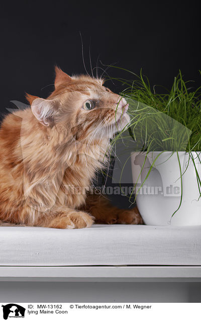 liegende Maine Coon / lying Maine Coon / MW-13162