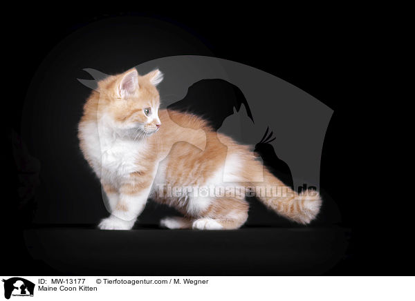 Maine Coon Ktzchen / Maine Coon Kitten / MW-13177