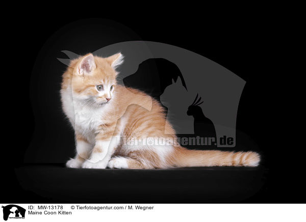 Maine Coon Ktzchen / Maine Coon Kitten / MW-13178