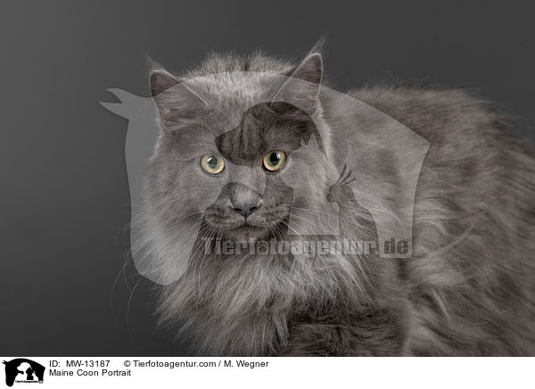 Maine Coon Portrait / Maine Coon Portrait / MW-13187