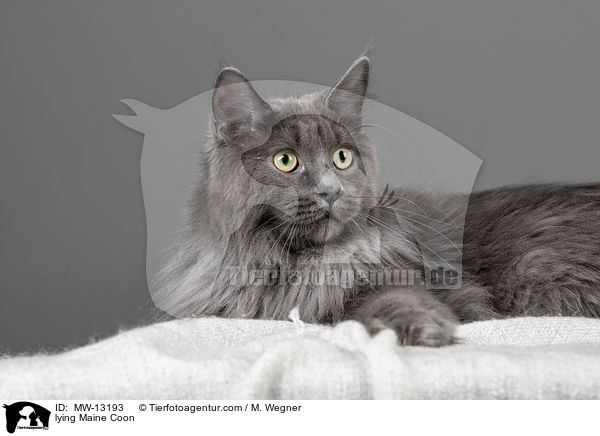 liegende Maine Coon / lying Maine Coon / MW-13193
