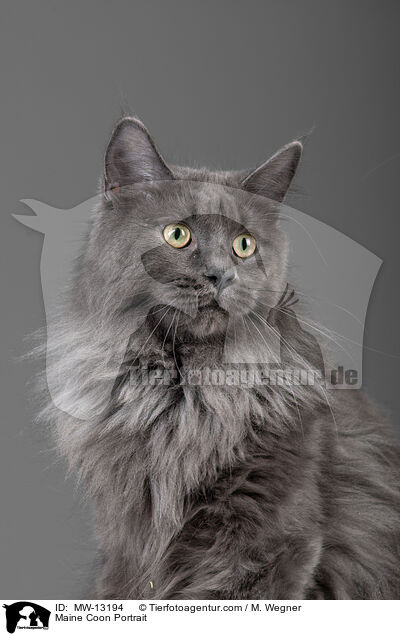 Maine Coon Portrait / Maine Coon Portrait / MW-13194