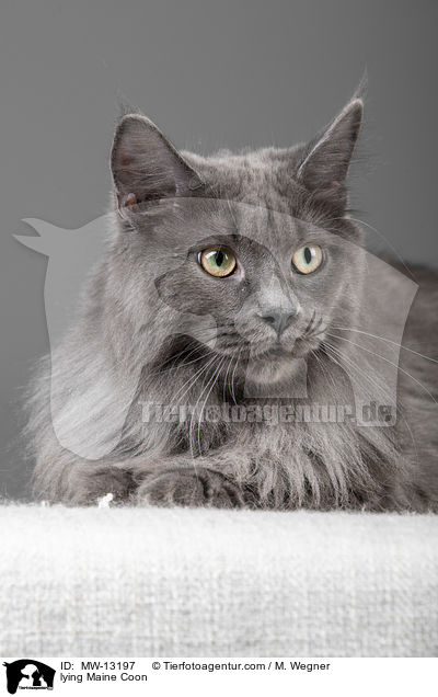 liegende Maine Coon / lying Maine Coon / MW-13197