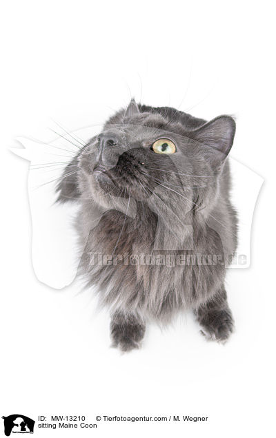 sitzende Maine Coon / sitting Maine Coon / MW-13210