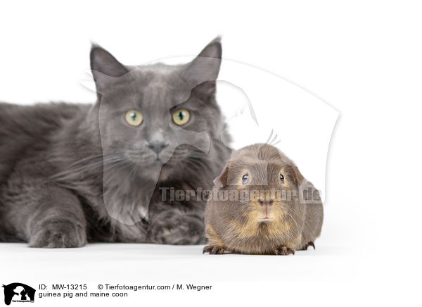 guinea pig and maine coon / MW-13215