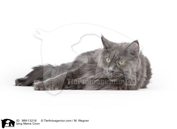 liegende Maine Coon / lying Maine Coon / MW-13218
