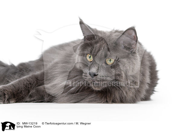 liegende Maine Coon / lying Maine Coon / MW-13219