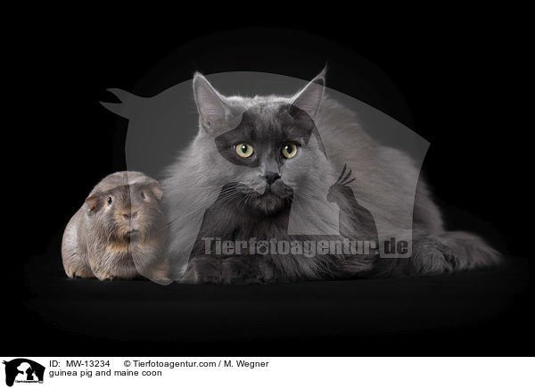 guinea pig and maine coon / MW-13234