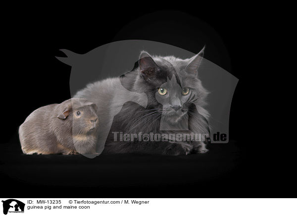 guinea pig and maine coon / MW-13235