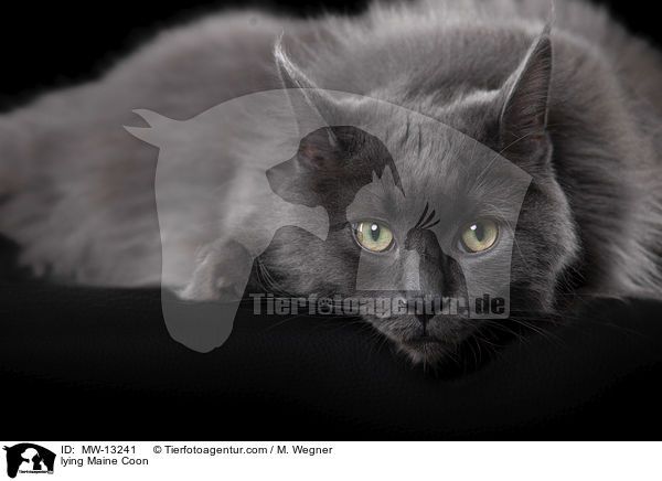 liegende Maine Coon / lying Maine Coon / MW-13241