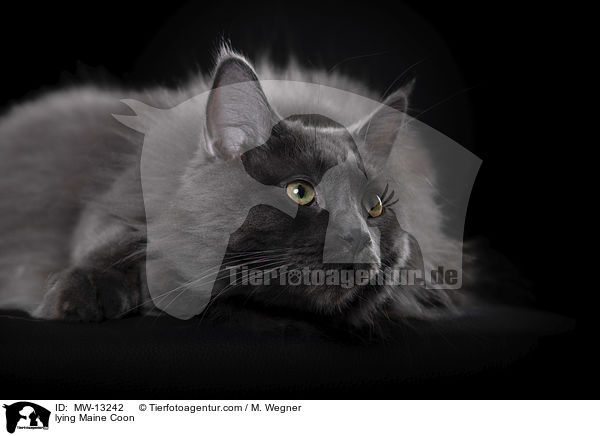 liegende Maine Coon / lying Maine Coon / MW-13242