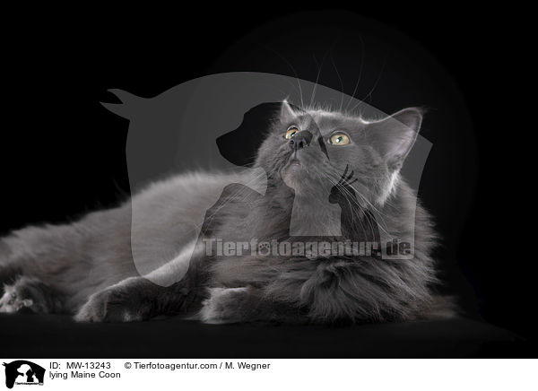 liegende Maine Coon / lying Maine Coon / MW-13243