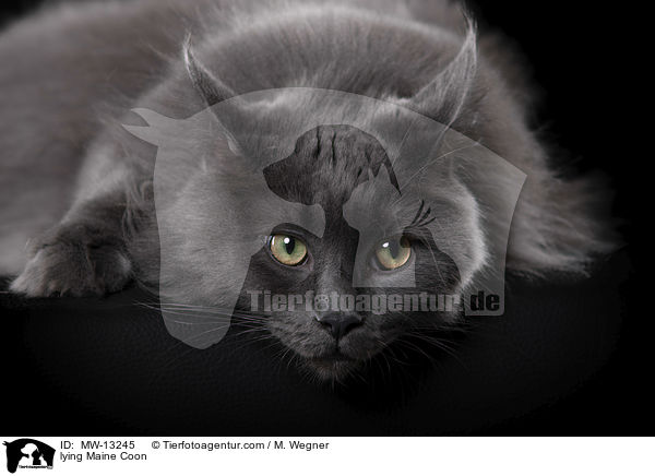 liegende Maine Coon / lying Maine Coon / MW-13245