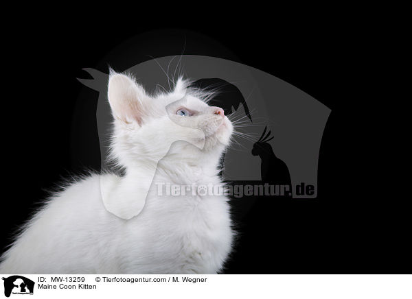 Maine Coon Ktzchen / Maine Coon Kitten / MW-13259