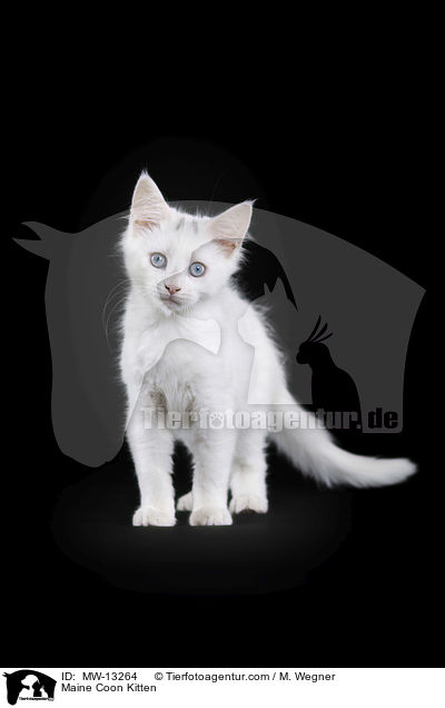 Maine Coon Ktzchen / Maine Coon Kitten / MW-13264