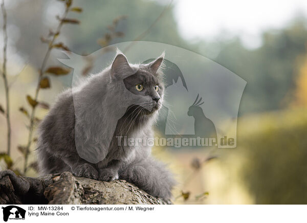 liegende Maine Coon / lying Maine Coon / MW-13284